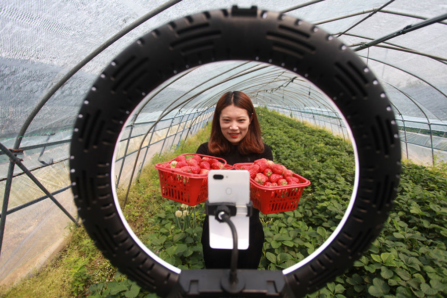 A woman holds containers of strawberries in front of a web camera in a Chinese greenhouse.