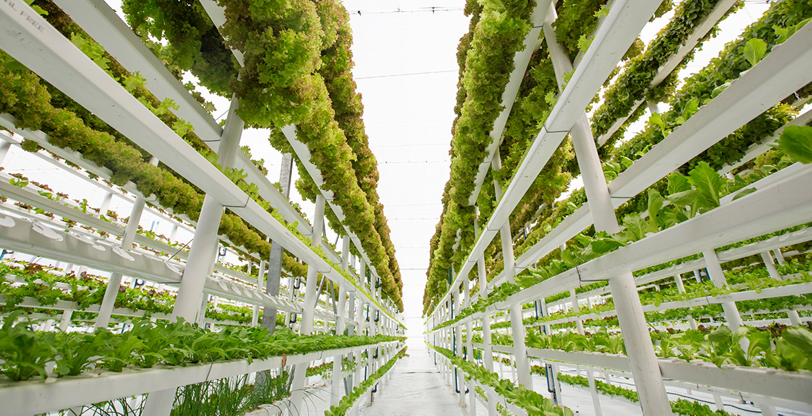 A photo shows stacked racks of edible greens growing under lamps in a vertical farming facility.