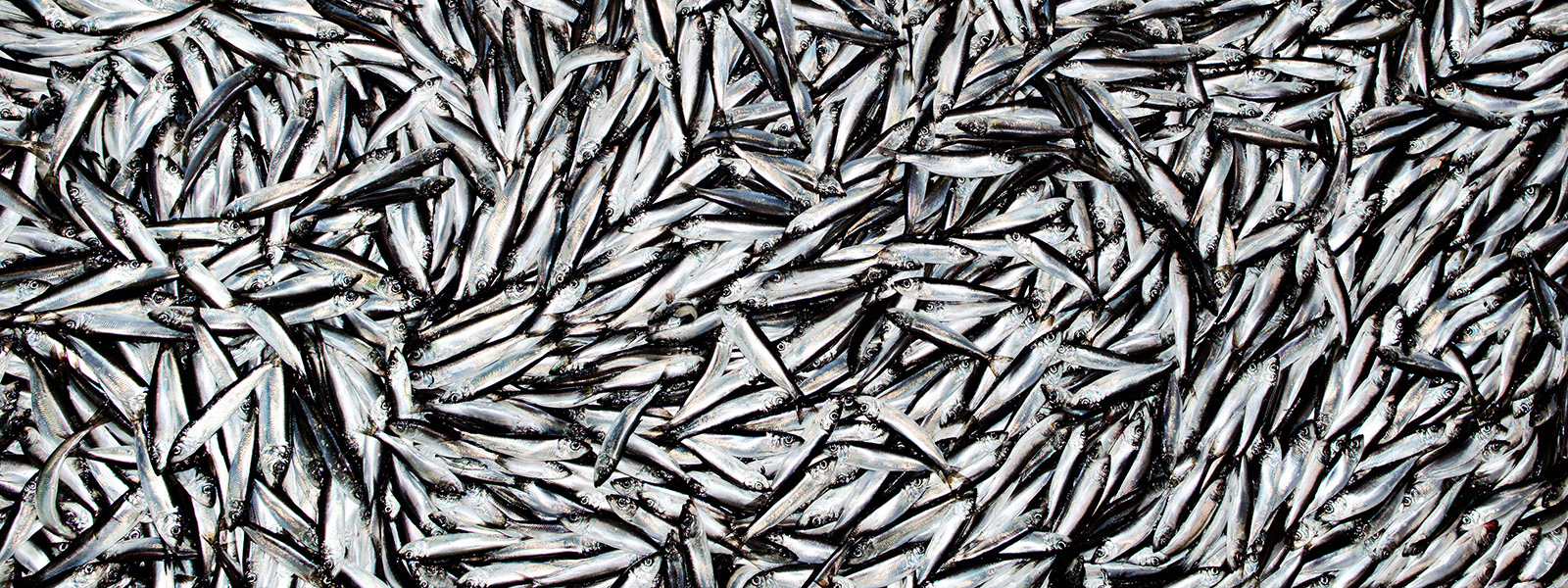 Overfishing by industrial fisheries must be tackled, says