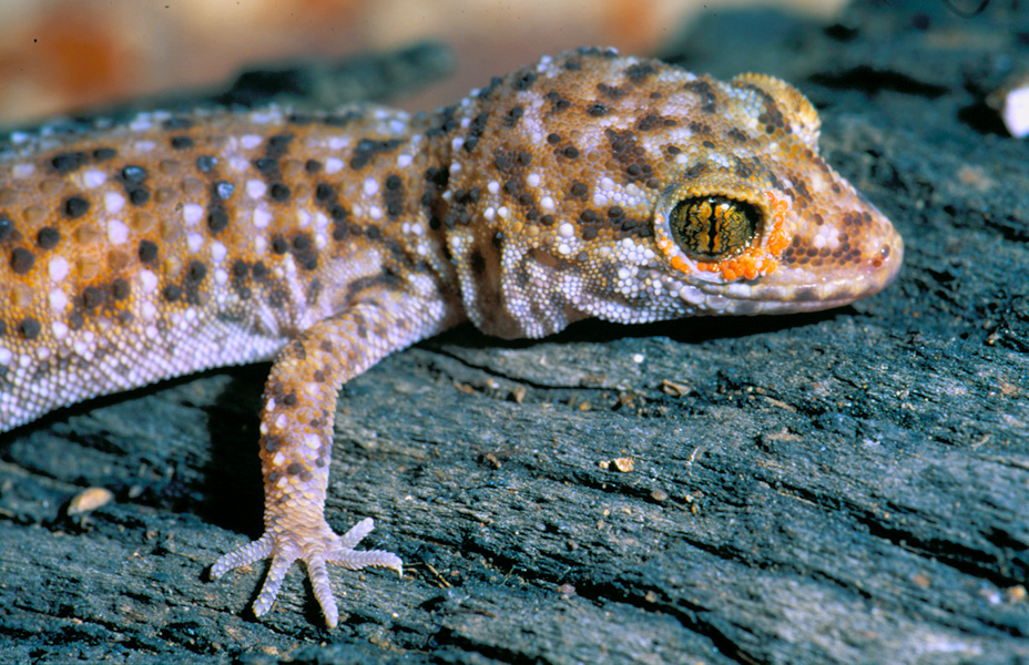A gecko lizard with small orange parasitic mites around its eye.