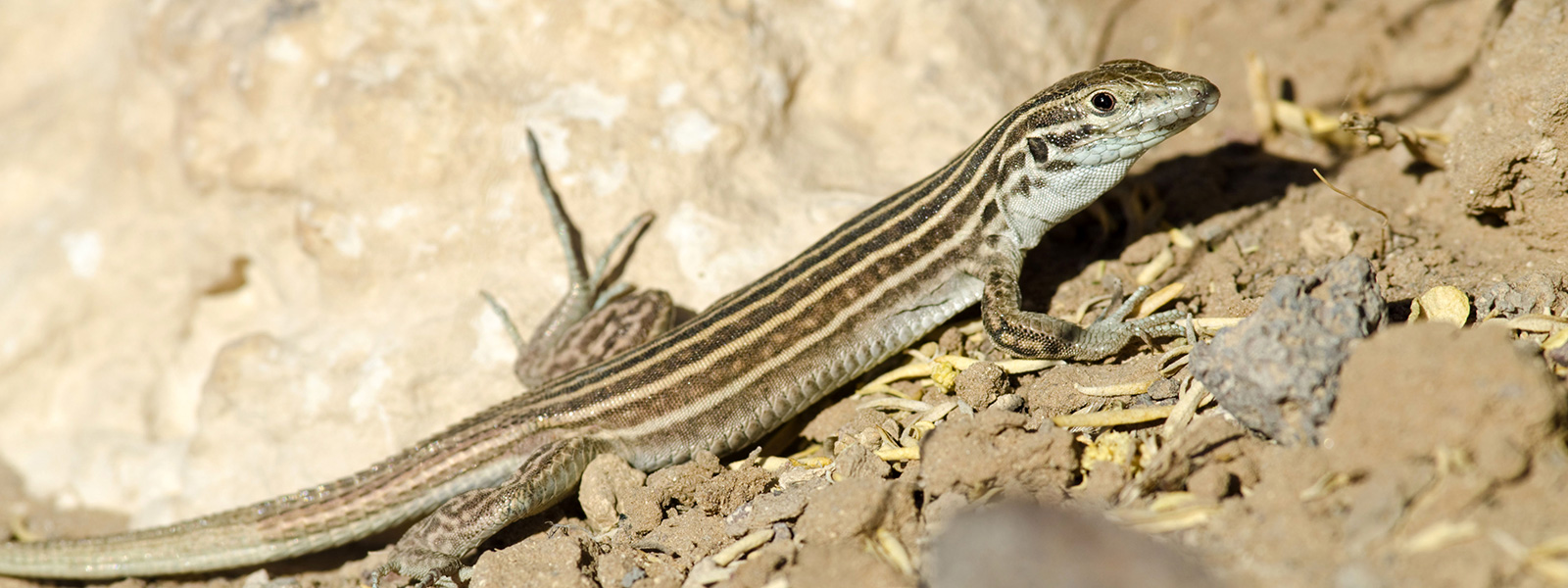 The weird biology of asexual lizards | Knowable Magazine