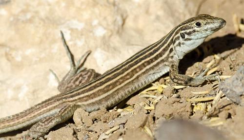 The weird biology of asexual lizards