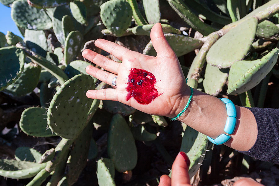 Photo of a person’s palm sporting a smear of red liquid and what appears to be crushed cochineal bugs. A thicket of cacti is in the background.