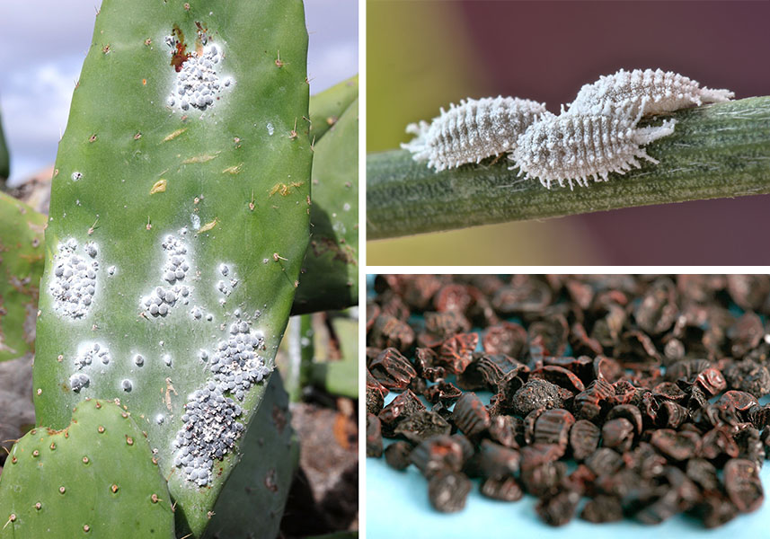 Three photos show a cactus spotted with white bumps, a close-up of wax-covered cochineal insects and a spread of dried, rusty-red insects.