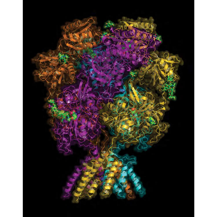 A space-filling ribbon model shows the 3-D structure of the NMDA receptor, which binds glutamate in the brain and is thought to play a key role in the symptoms of depression.