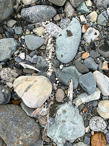 Photograph of vertebrae and other bones of salmon mixed in with rocks.