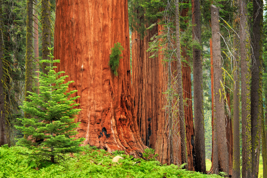 Giant sequoia.