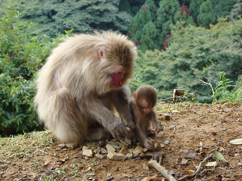Photograph of a baby macaque with a parent. The two are looking down and moving rocks around. There is vegetation in the background.