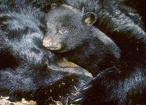 Bear hibernation: More than a winter’s nap