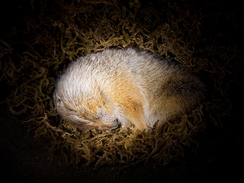 A hibernating ground squirrel curled up in its burrow.