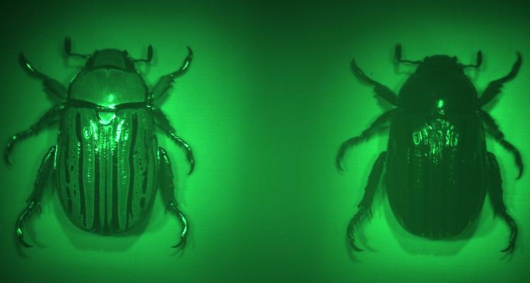 Beetle viewed through chiral metalens