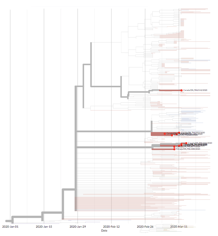 A portion of the SARS-CoV-2 virus evolutionary tree zooms in on samples isolated in Ontario, Canada