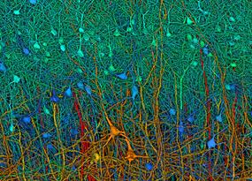 Mapping the brain to understand the mind