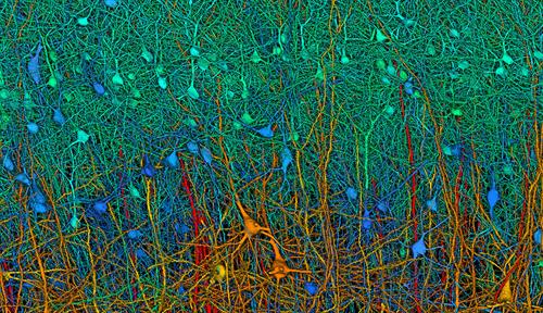 Mapping the brain to understand the mind