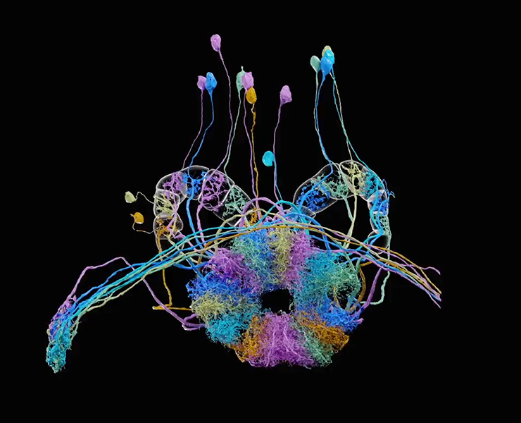 3-D rendering shows the architecture of the neurons and their connections in a part of the fruit fly brain. Some areas resemble tall stalks, while others look more like dense coils of threadlike extensions.