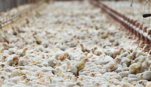 Thousands of poultry packed into a barn.