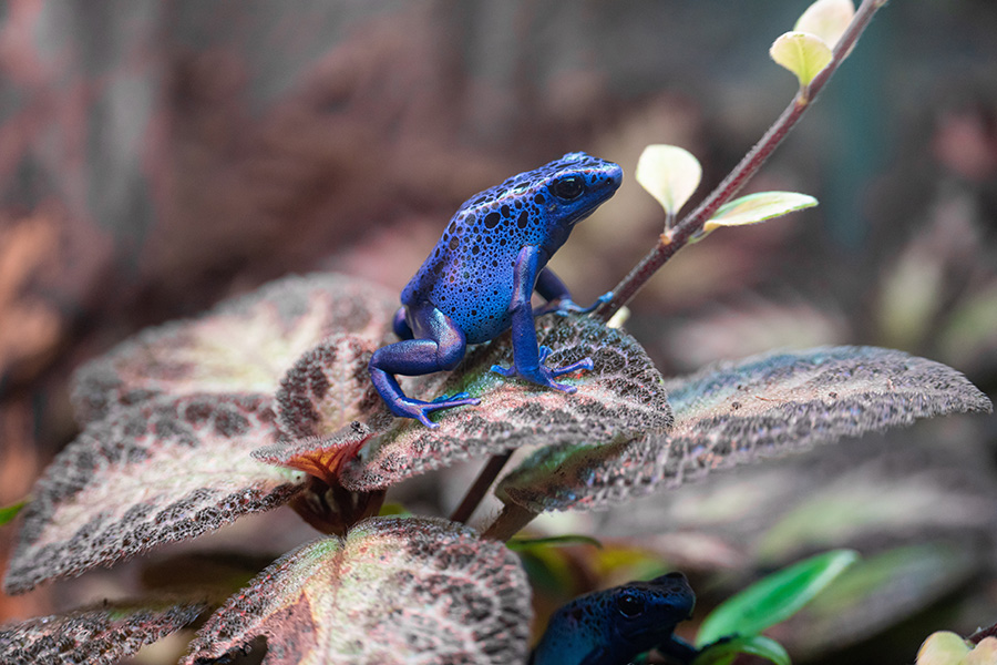 A bright blue frog sits on a leaf