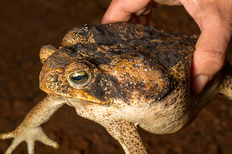 Closeup of a toad with whitish exudate on its neck