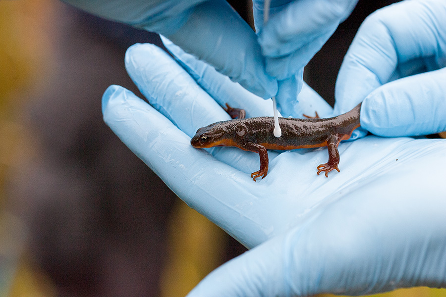 A small newt sits on a gloved hand as a researcher swabs its skin.