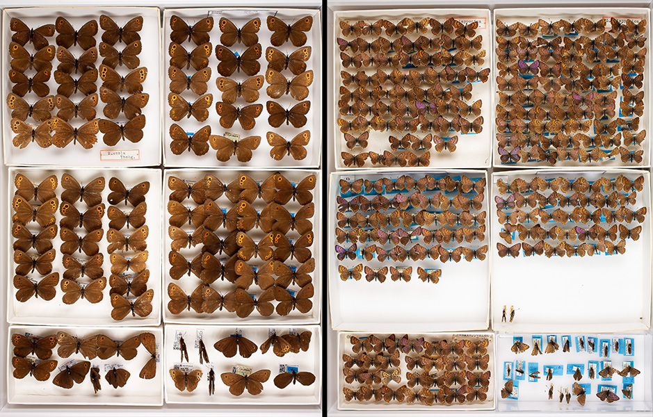 Museum drawers filled with pinned butterfly specimens of two species.
