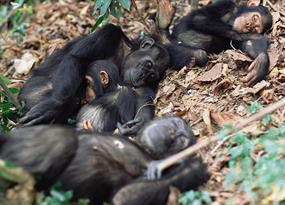 The awake ape: Why people sleep less than their primate relatives