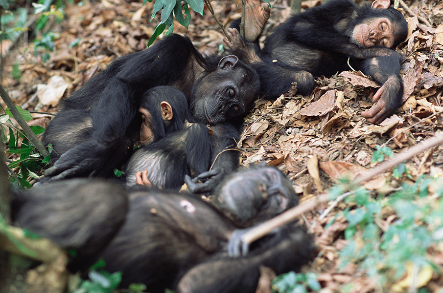Photo shows chimpanzee parents sleeping with their two young on leaves in a forest. One adult cuddles a young chimp in their arms.