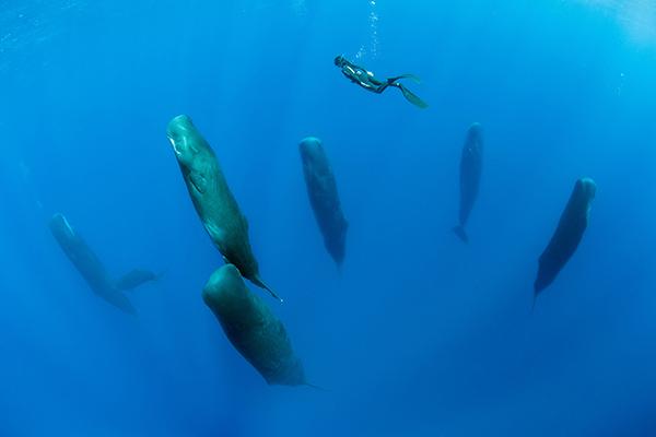 A diver swims above a pod of sleeping sperm whales that are positioned vertically in the ocean.