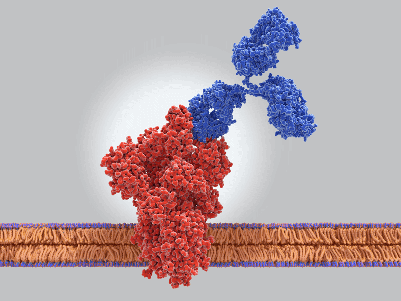 A large red blob (molecular structure of the spike protein) is attached at one side to a large blue blob (with the characteristic molecular shape of an antibody). The red blob is protruding through a linear orange structure that is the lipid membrane of the virus.