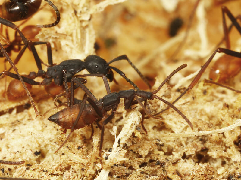Photo of an ant-mimicking rove beetle walking along a trail with army ants