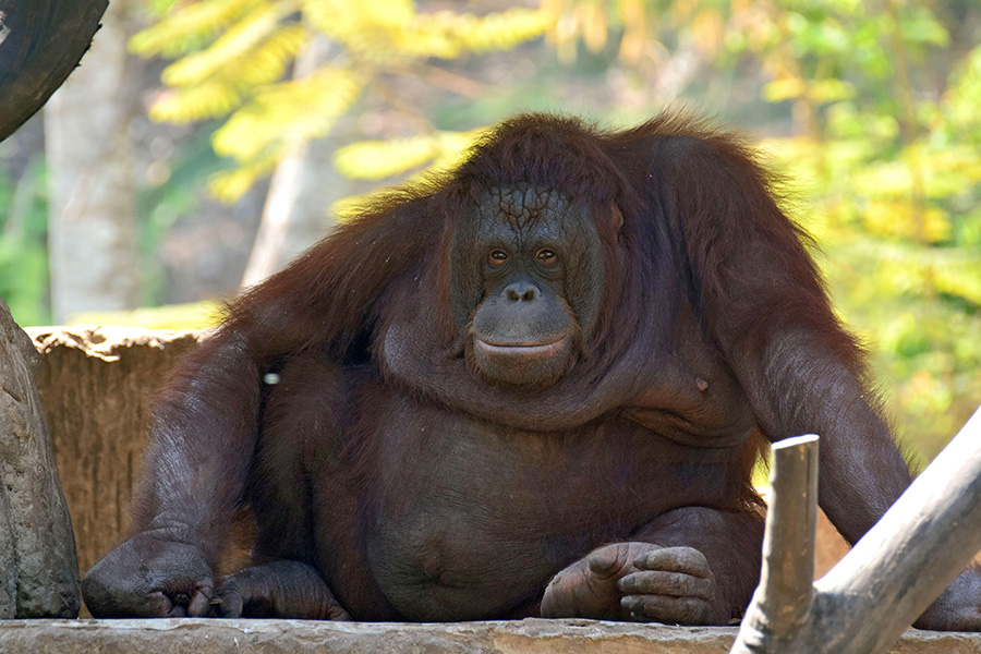 Photo of an obese orangutan sitting on a wood platform.