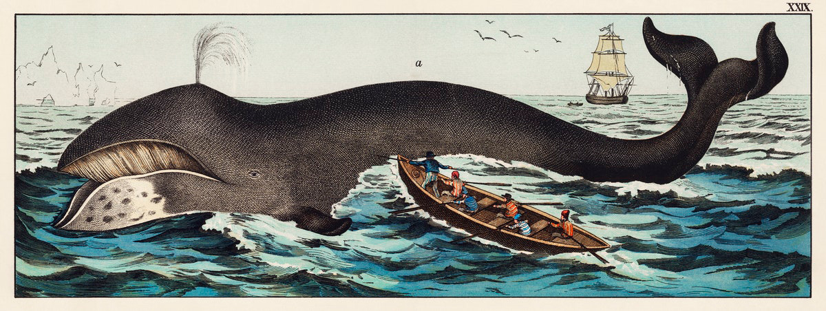 Old illustration of a bowhead whale being approached by a rowboat with whalers. A sailing ship is in the background.