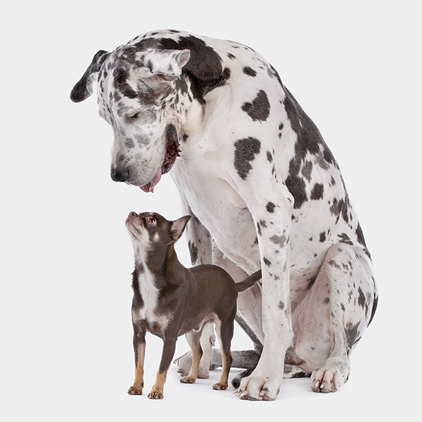 A Great Dane dog stands over a Chihuahua. The two are looking at each other.
