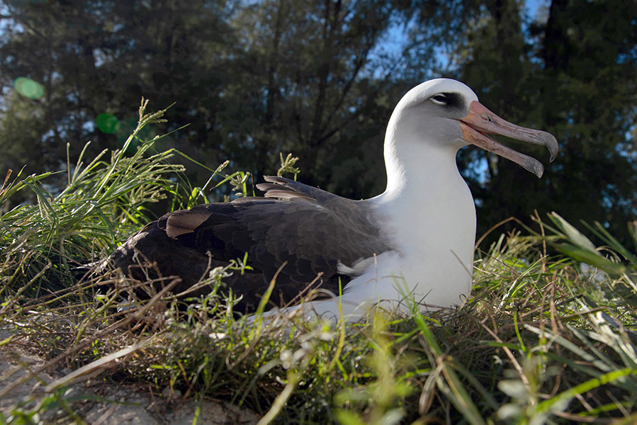 Photo of a Laysan albatross sitting on her nest