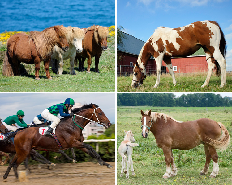 Four photos, one of three brown Shetland ponies, a grazing brown horse splashed with white, a brown draft horse and her colt and a thoroughbred ridden by a jockey.