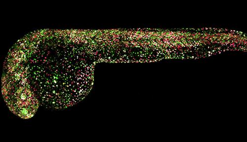 A microscope image of a zebrafish embryo positioned horizontally, with individual cells labelled different colors.