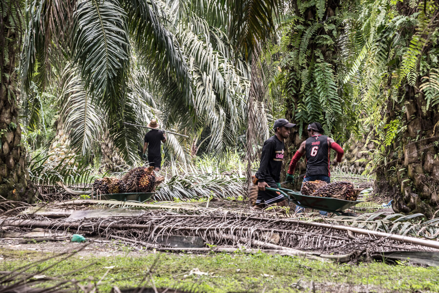 This palm oil plantation in Malaysia, where workers transport fruit by hand to trucks at the ends of rows of trees, is certified by the Roundtable on Sustainable Palm Oil, a nonprofit organization that develops and implements global standards for sustainable palm oil.