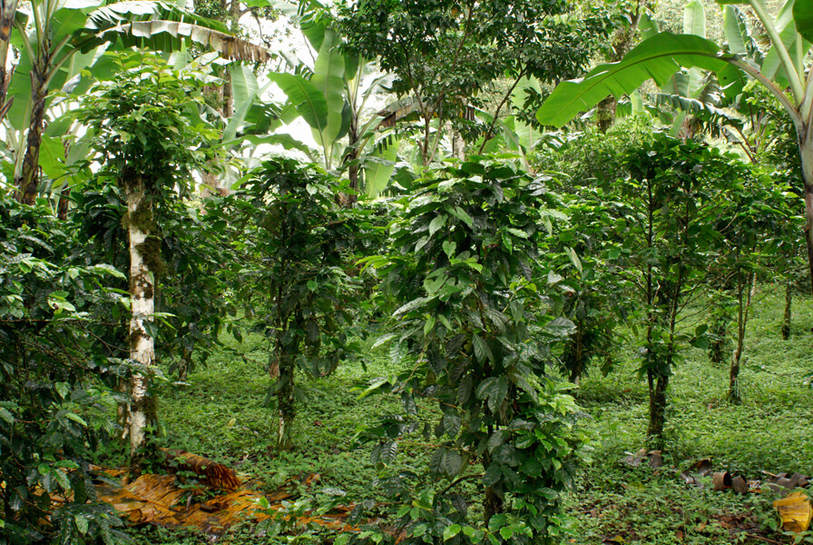 Photograph shows coffee trees growing in the shade of the forest canopy in Nicaragua, a practice that benefits farmers and is more environmentally friendly than coffee grown in open farm fields.