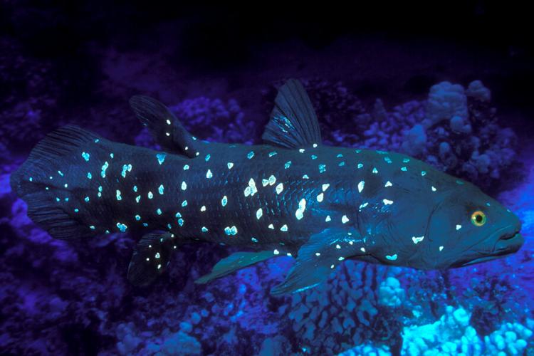 Photograph of The African coelacanth, Latimeria chalumnae, from a lineage that was thought to have gone extinct 70 million years ago until a living specimen was discovered in the 1930s. The lineage is closely related to ancestral fish that gave rise to four-legged vertebrates.