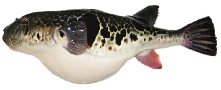 Puffer fish Fugu rubripes