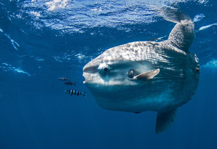 Photograph of the ocean sunfish (Mola mola), the largest bony fish species in the world.