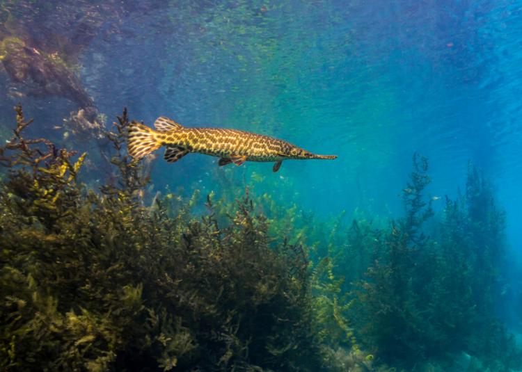 A spotted gar swims languidly through the waters of a Texas lake. This primitive bony fish offers insights into vertebrate evolution.