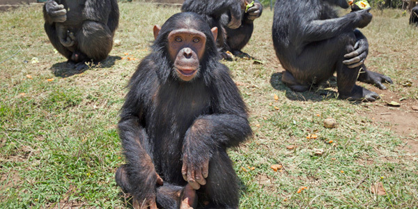 Photo of a chimp sitting on grass facing the camera. Three more chimps crouch in the background alongside a building. 