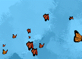 The monarch’s stupendous migration, dissected