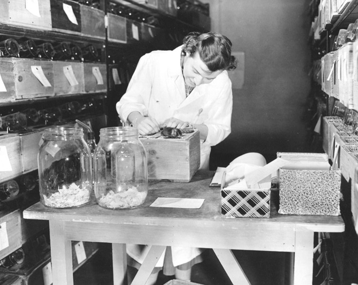 Black-and-white photograph of a woman in a lab coat standing in front of a table and holding a mouse. The shelves in the small room are filled with mouse cages.