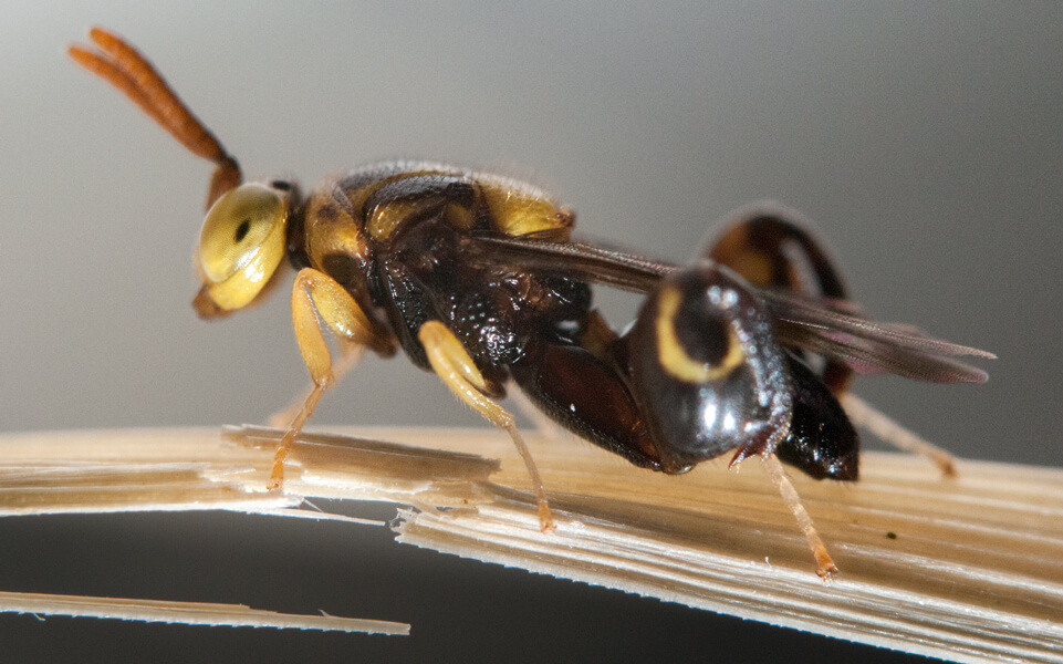 Parasitic wasp Conura annulifera
