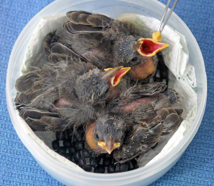 A trio of mangrove finches in a plastic container being fed with tweezers.