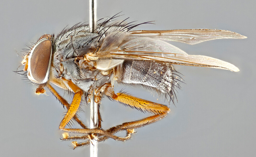 A pinned specimen of a Philornis downsi male (lateral view).
