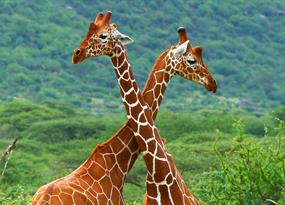 Heads up! The cardiovascular secrets of giraffes