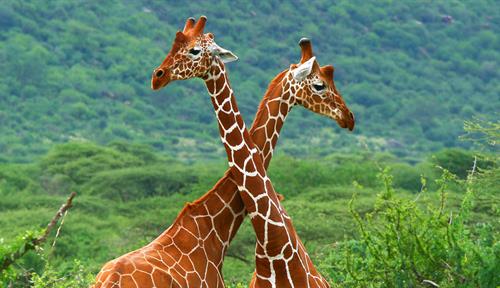 Two giraffes tower over low trees in Kenya