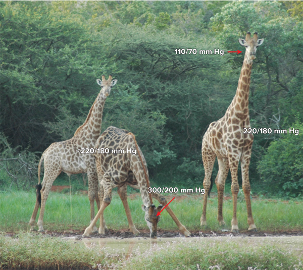 Three giraffes stand by a water hole. Labels indicate blood pressure: 110/70 at the head of a standing animal; 220/180 at heart level; 300/200 at head of an animal bending down to drink.